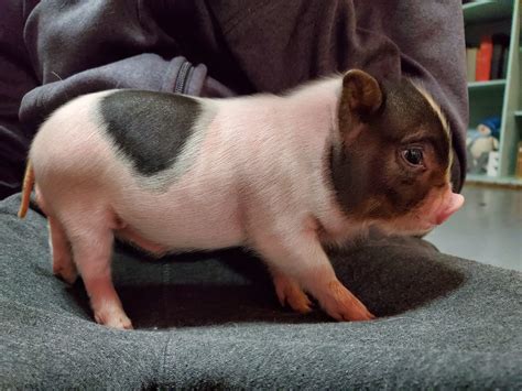 Litter of 9 born April 21st. . Mini pigs for sale under 200